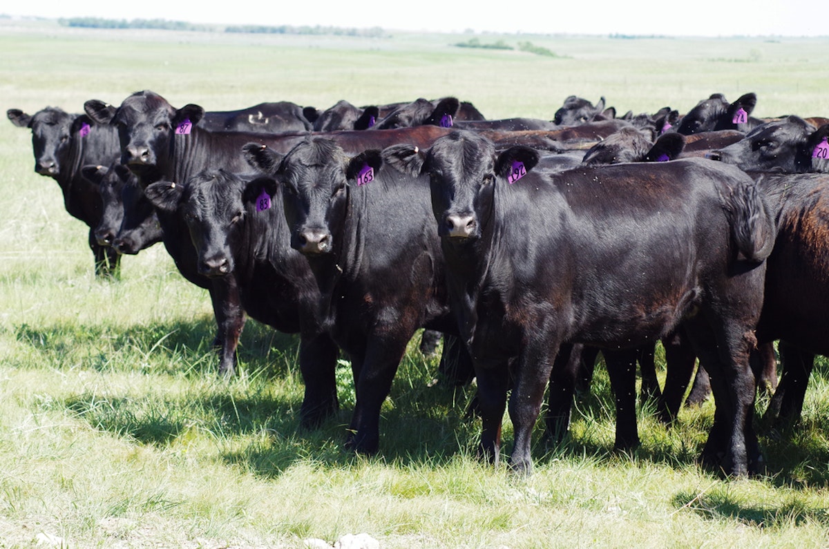 SOLD! 250 Black Angus Heifers to Hereford Influence